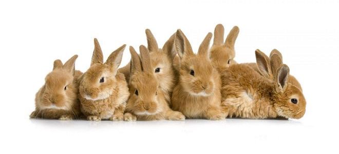 разведение кроликов в домашних условиях как бизнес