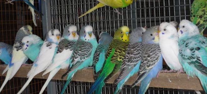 разведение попугаев в домашних условиях как бизнес
