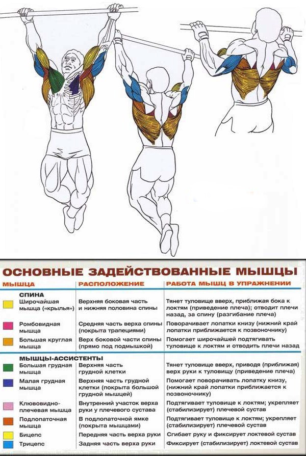 подтягивания на турнике какие мышцы работают