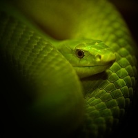 боязнь змей