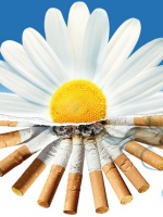 Профилактика табакокурения 